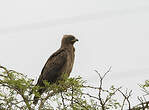 Aigle de Wahlberg