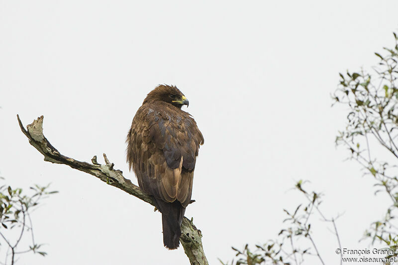 Aigle de Wahlbergadulte