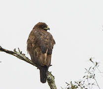 Wahlberg's Eagle