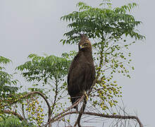 Long-crested Eagle