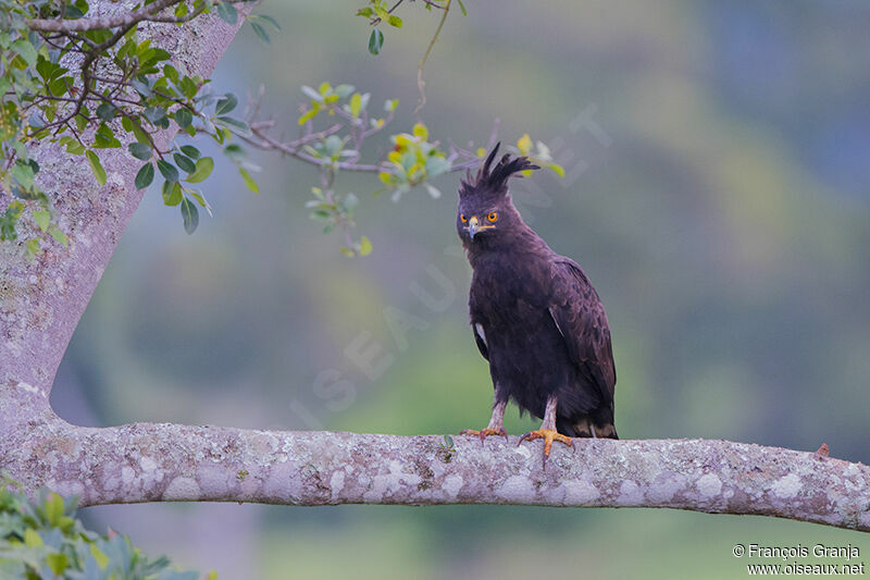 Long-crested Eagleadult