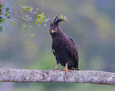 Long-crested Eagle