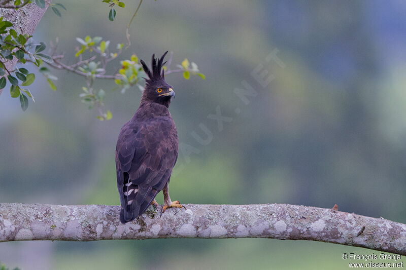 Aigle huppardadulte