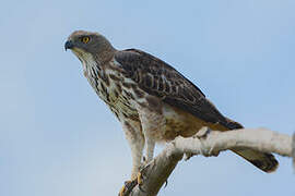 Changeable Hawk-Eagle