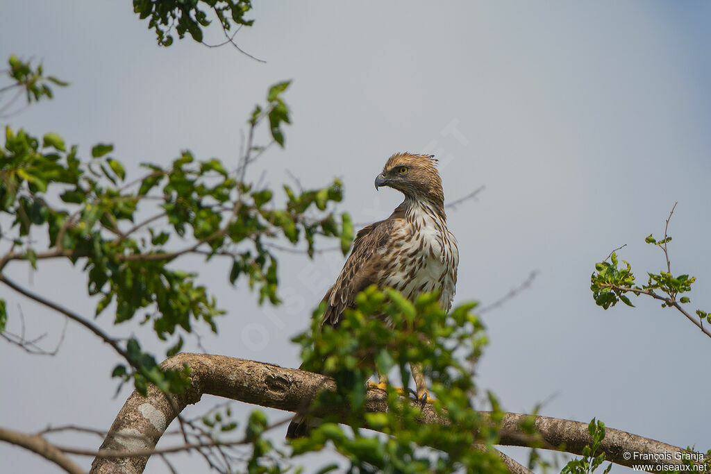 Aigle huppé