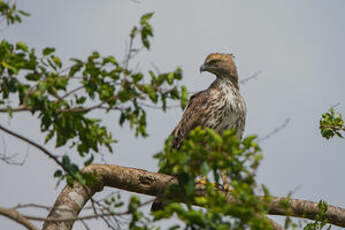 Aigle huppé