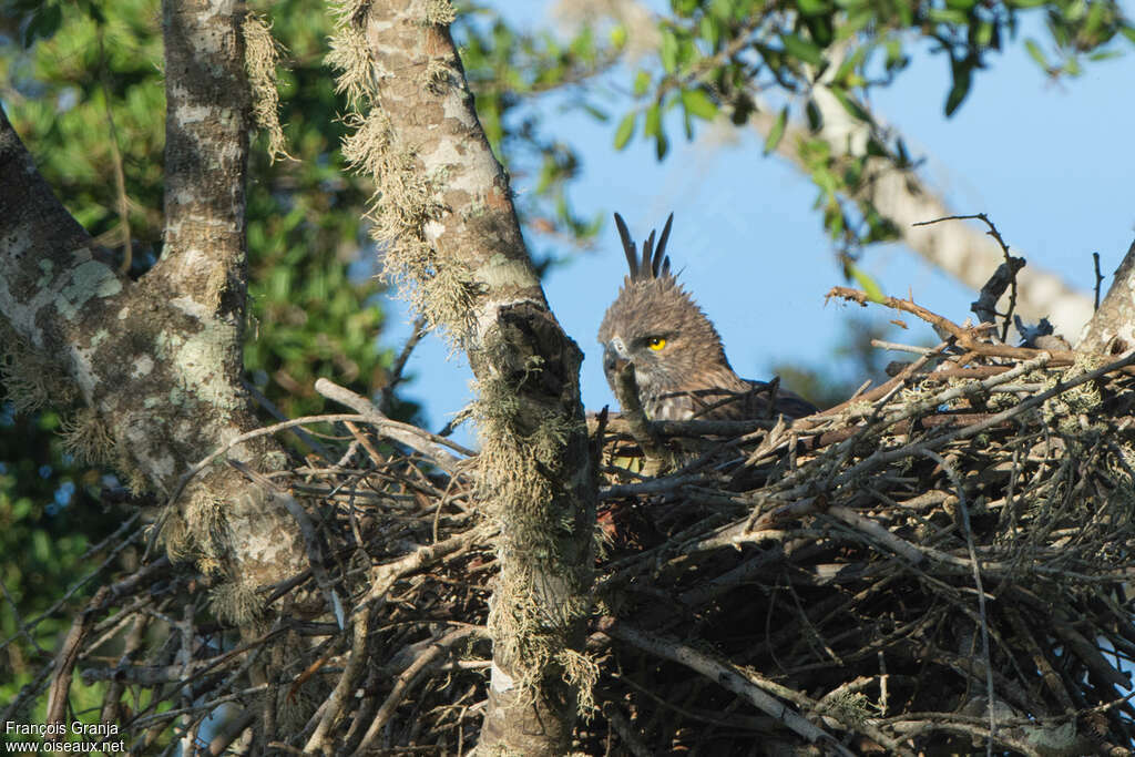 Changeable Hawk-Eagleadult, Reproduction-nesting