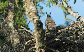 Changeable Hawk-Eagle