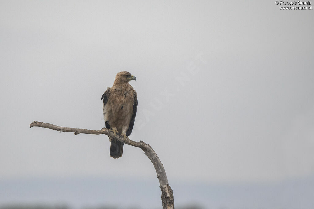 Aigle ibérique