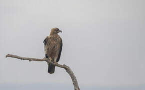 Spanish Imperial Eagle