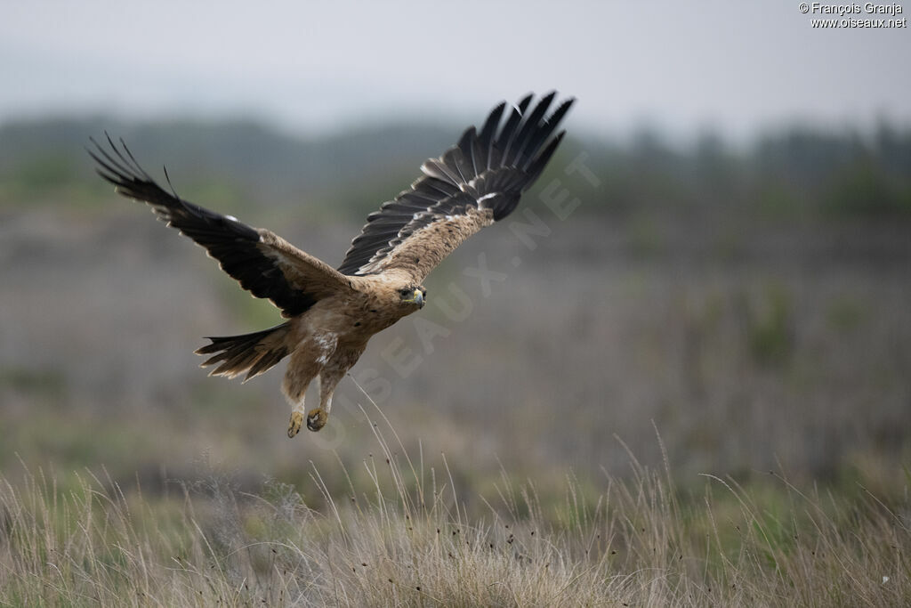 Aigle ibérique