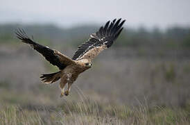 Spanish Imperial Eagle