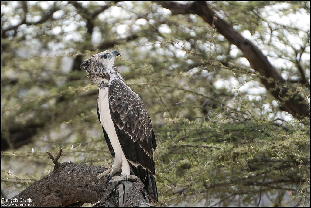 Aigle martialjuvénile, identification