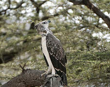 Martial Eagle