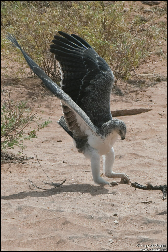 Martial Eagleimmature