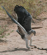 Martial Eagle