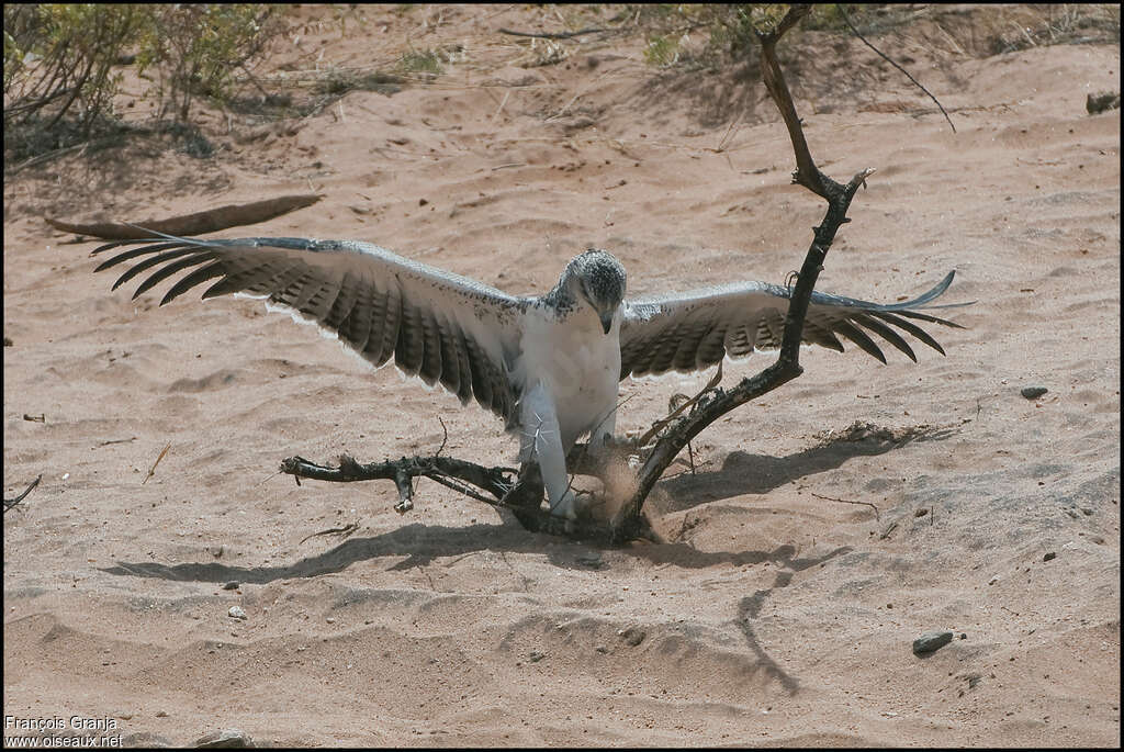 Aigle martialimmature, pêche/chasse