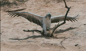 Martial Eagle