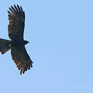 Aigle noir