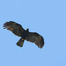 Aigle noir