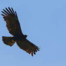 Aigle noir