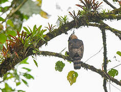 Ornate Hawk-Eagle