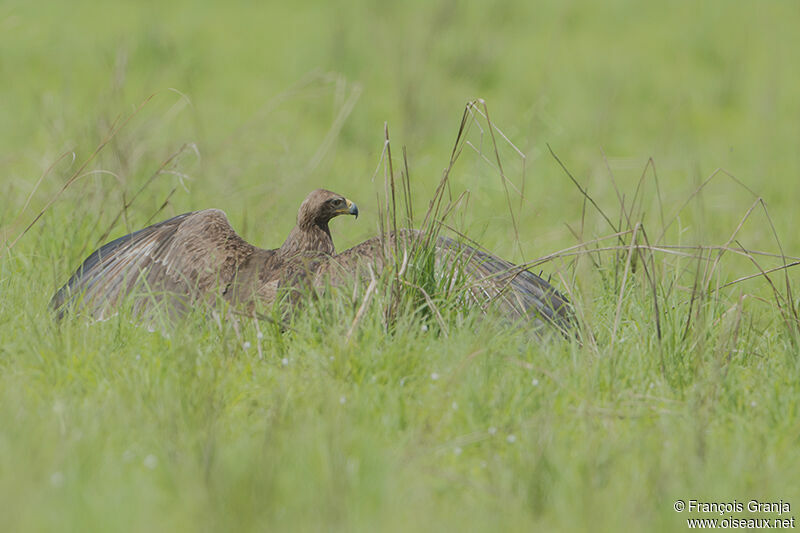 Aigle ravisseur