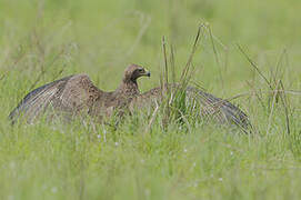 Tawny Eagle