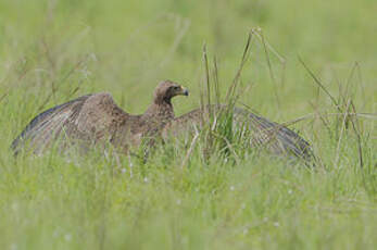 Aigle ravisseur