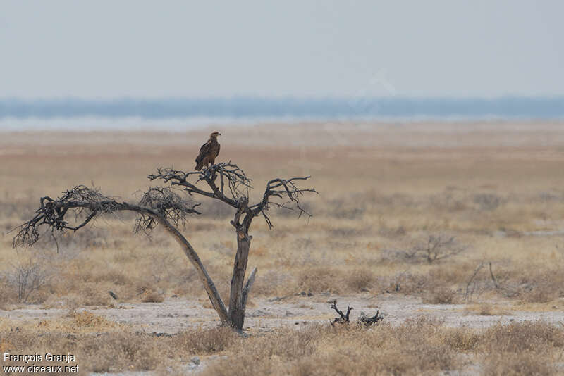 Tawny Eagle, habitat, Behaviour