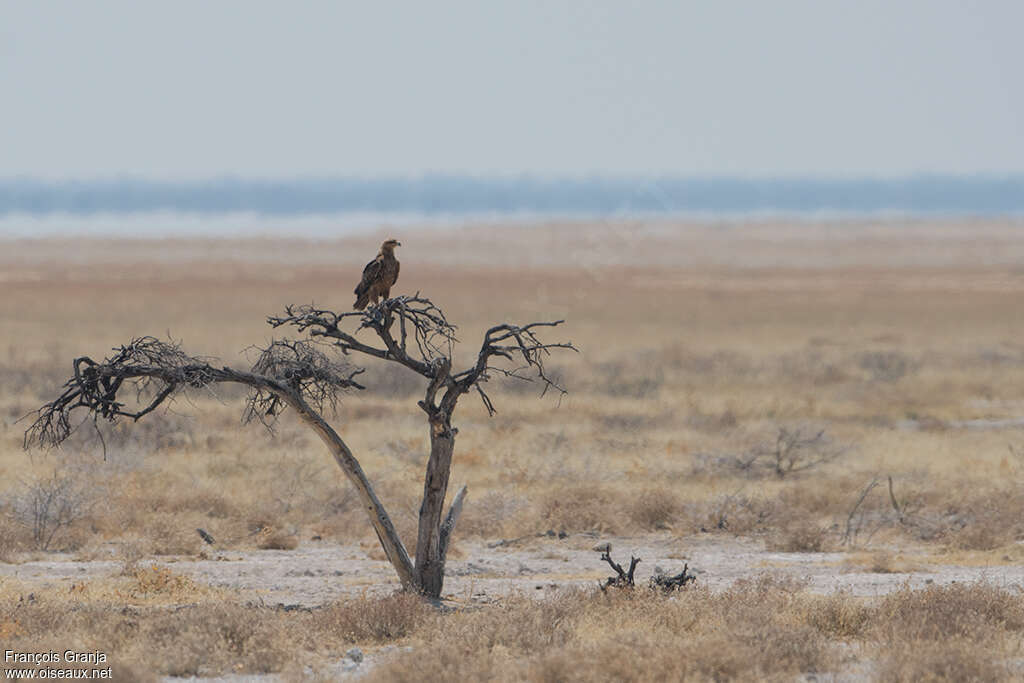 Aigle ravisseur, habitat, Comportement