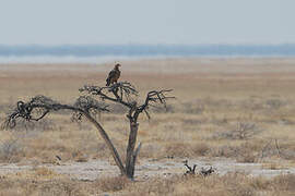 Tawny Eagle