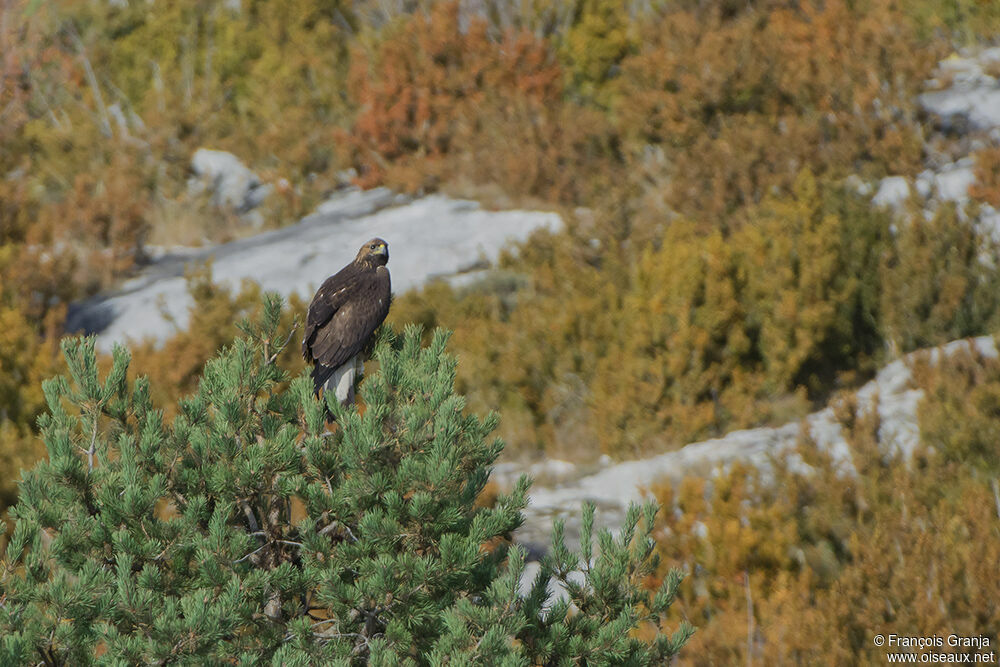 Golden Eagleimmature