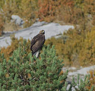 Golden Eagle