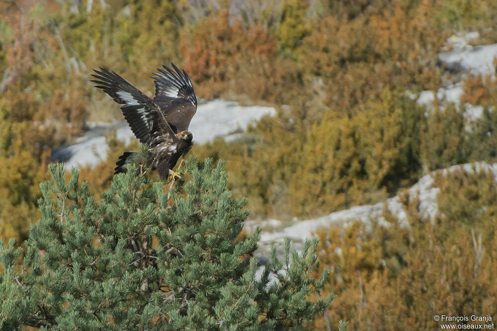 Aigle royalimmature