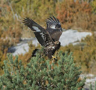 Golden Eagle