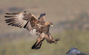 Golden Eagle