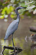 Aigrette bleue