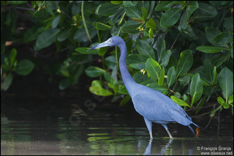 Little Blue Heronadult