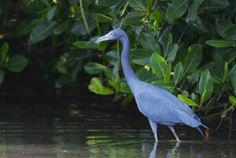 Aigrette bleue