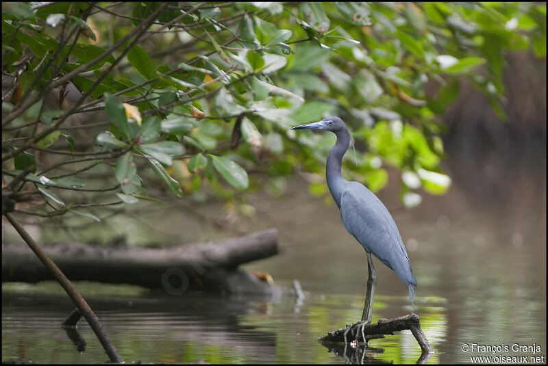 Little Blue Heronadult