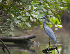 Little Blue Heron