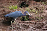 Aigrette bleue