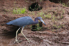 Aigrette bleue