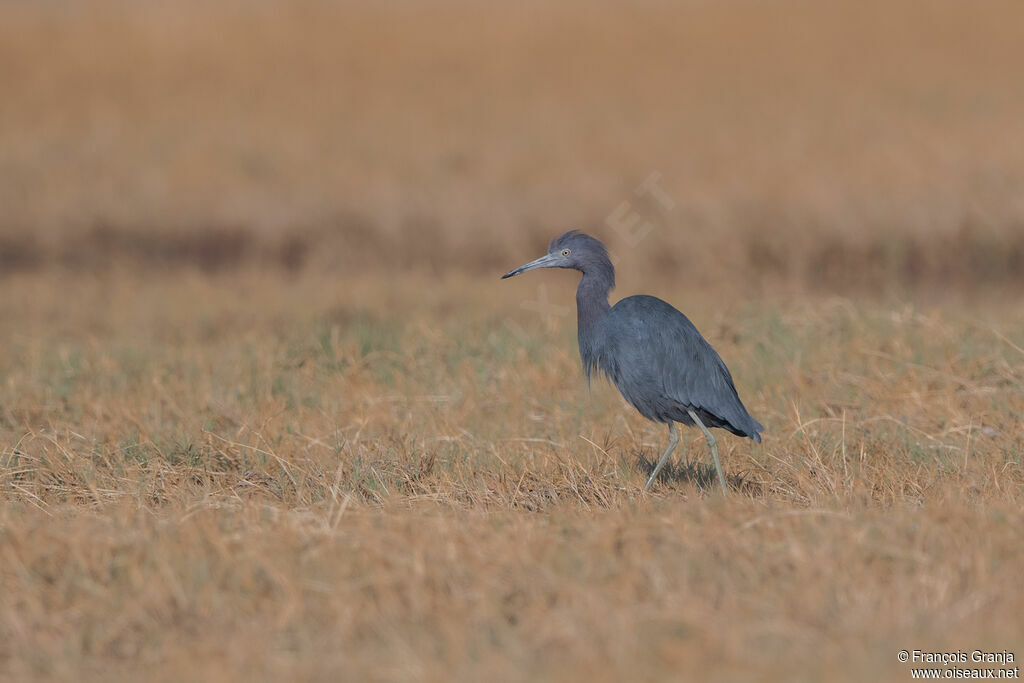 Aigrette bleue