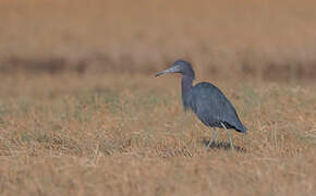 Little Blue Heron