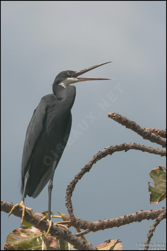 Western Reef Heron