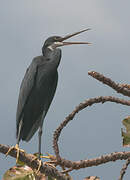 Western Reef Heron