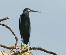 Western Reef Heron