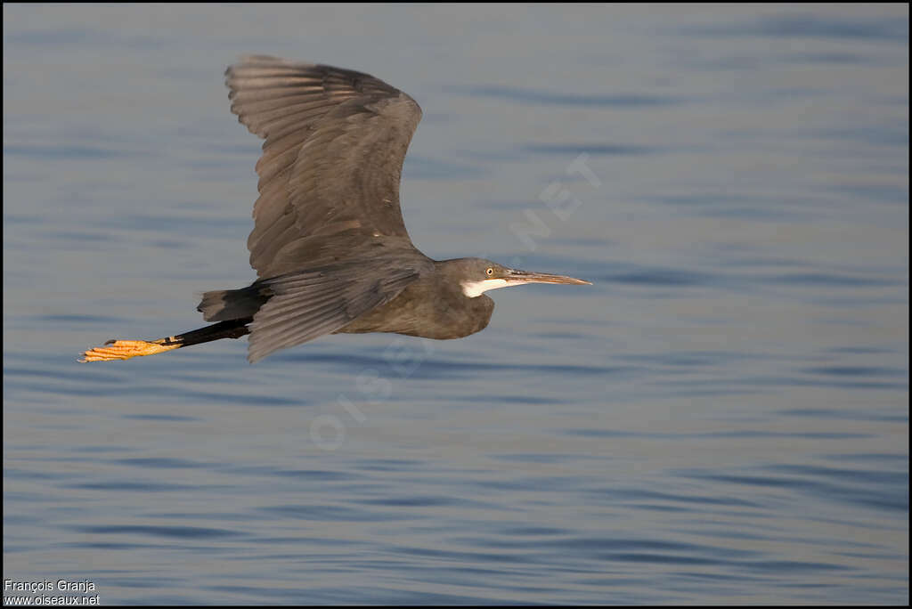 Aigrette des récifsadulte, Vol